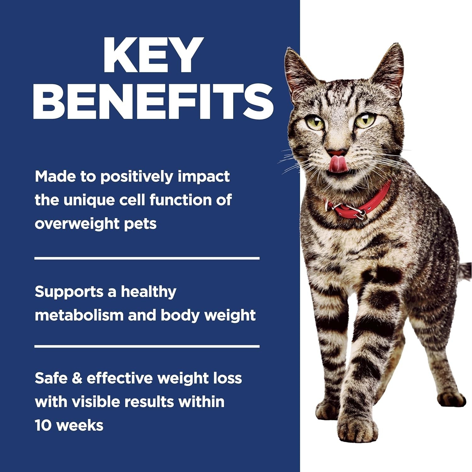 Adult Dry Cat Food Chicken 3 lb Bag Weight Management Lean Muscle Support