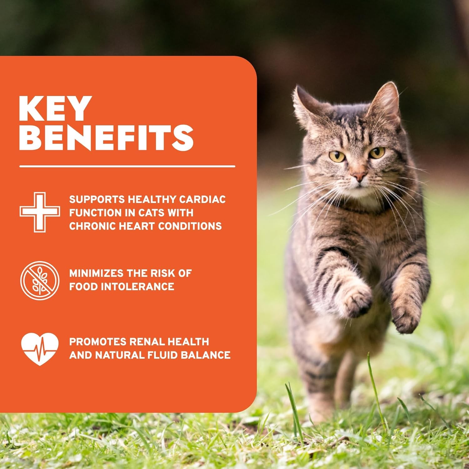 Cat Food Vet-Formulated Renal Wet, Non GMO, Kidney Care Food with Lamb Flavor