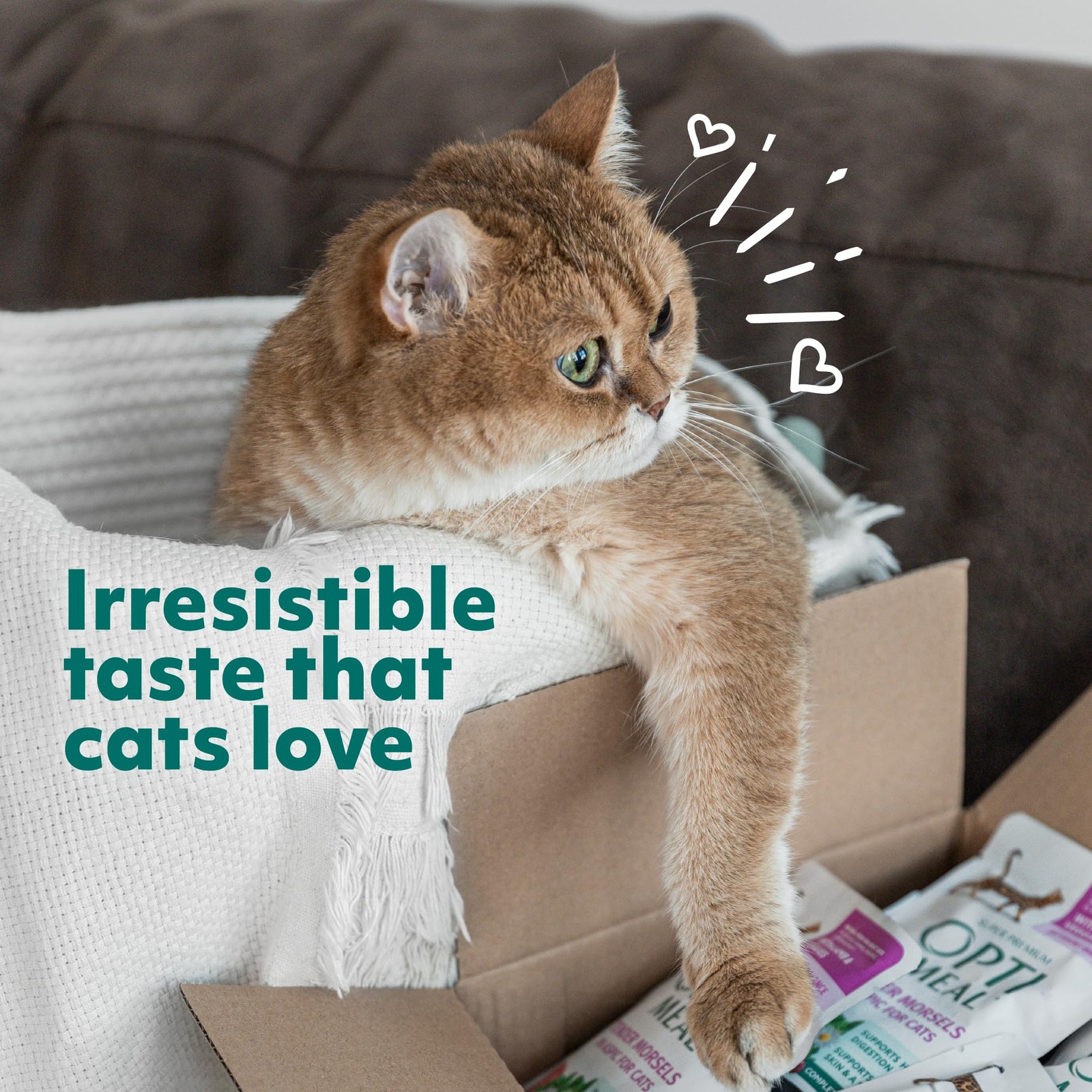 Grain-Free Wet Cat Food Pouches – Beef & Rabbit in Savory Gravy, High Protein &