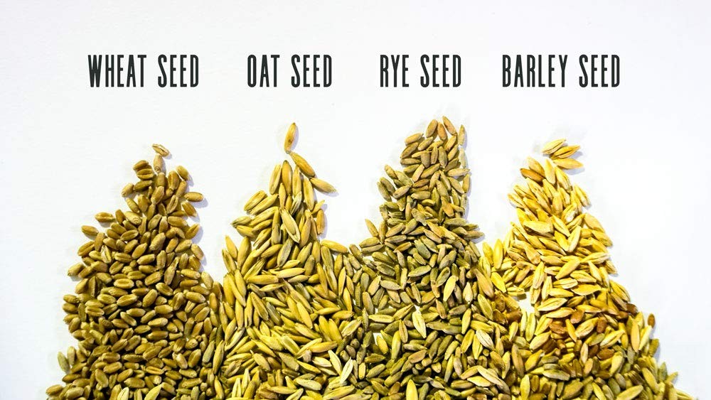 Cat Grass Blend Wheat, Barley, Oats, Rye Seeds NonGMO Organic Mix 8 oz