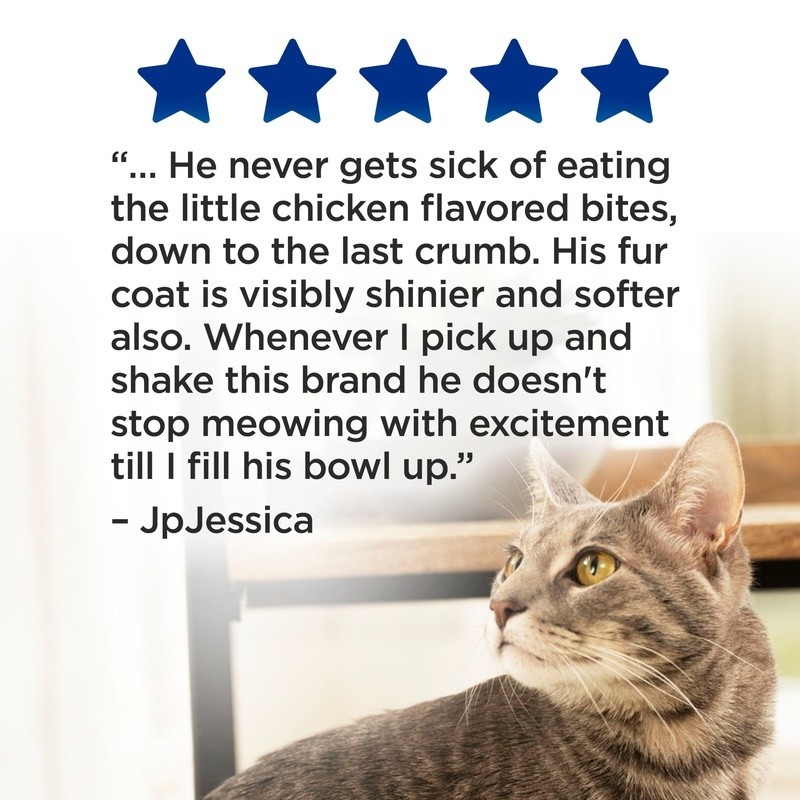 High Protein Dry Cat Food W/ Real Chicken 25 Essential Nutrients All Life Stages