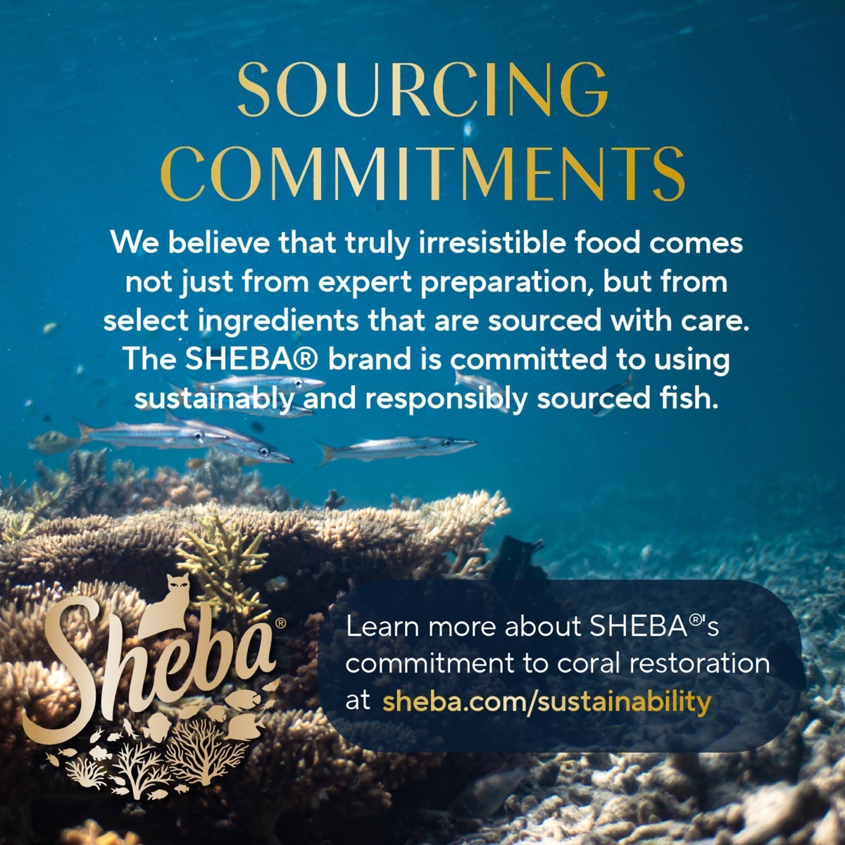 Sheba Perfect Portions Cuts in Gravy Salmon, Seafood Wet Cat Food – 2.6oz/12ct