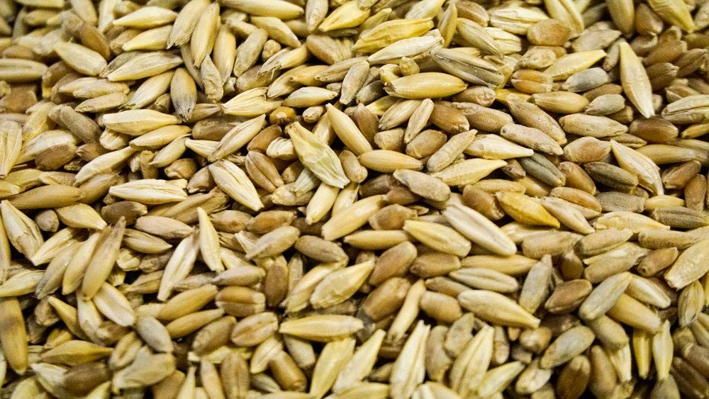 Cat Grass Blend Wheat, Barley, Oats, Rye Seeds NonGMO Organic Mix 8 oz