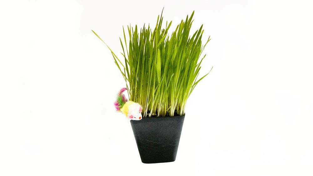 Cat Grass Blend Wheat, Barley, Oats, Rye Seeds NonGMO Organic Mix 8 oz