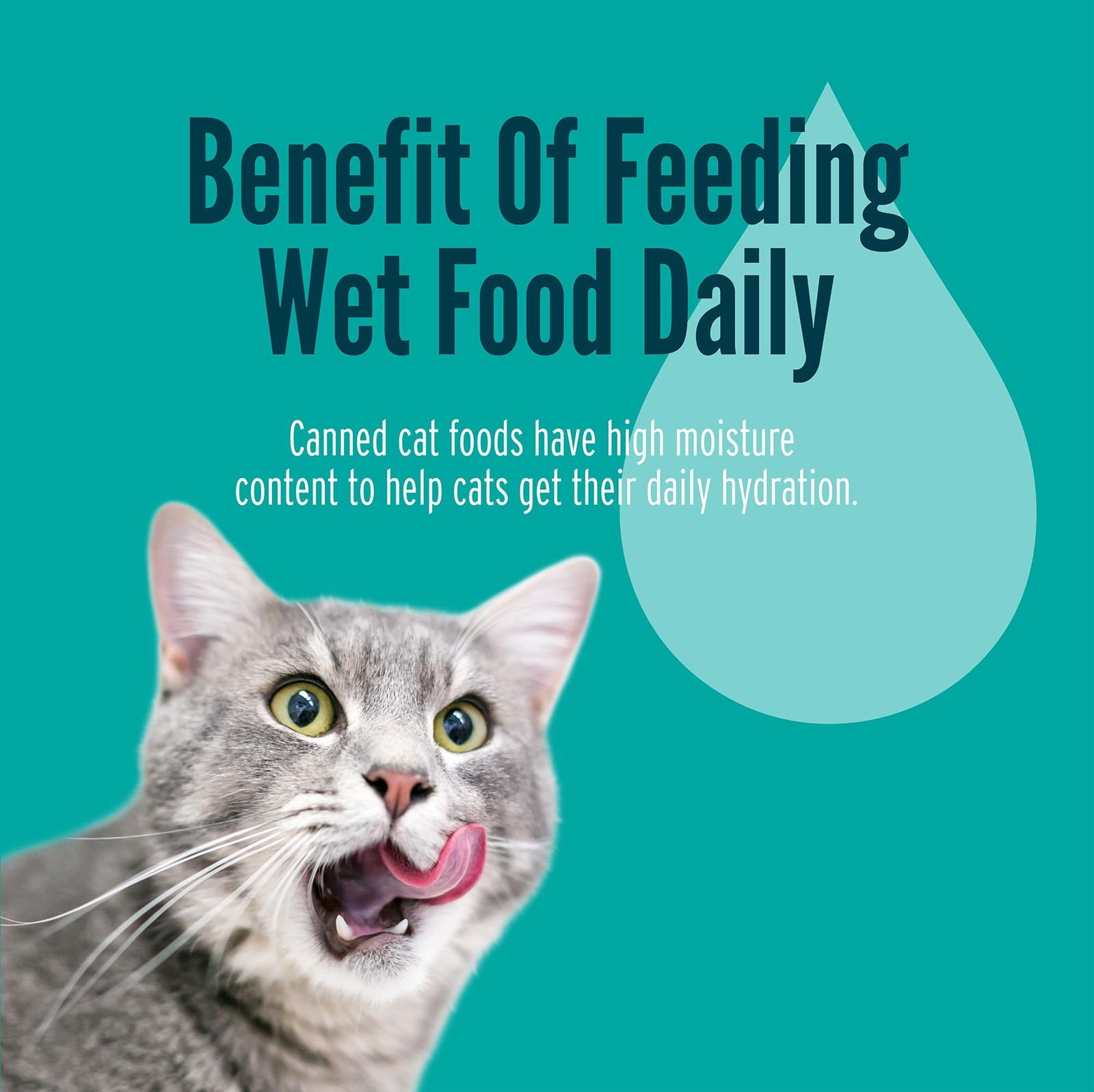 A Strong Heart Canned Wet Cat Food, Chicken, Beef and Salmon Variety Pack – 3…