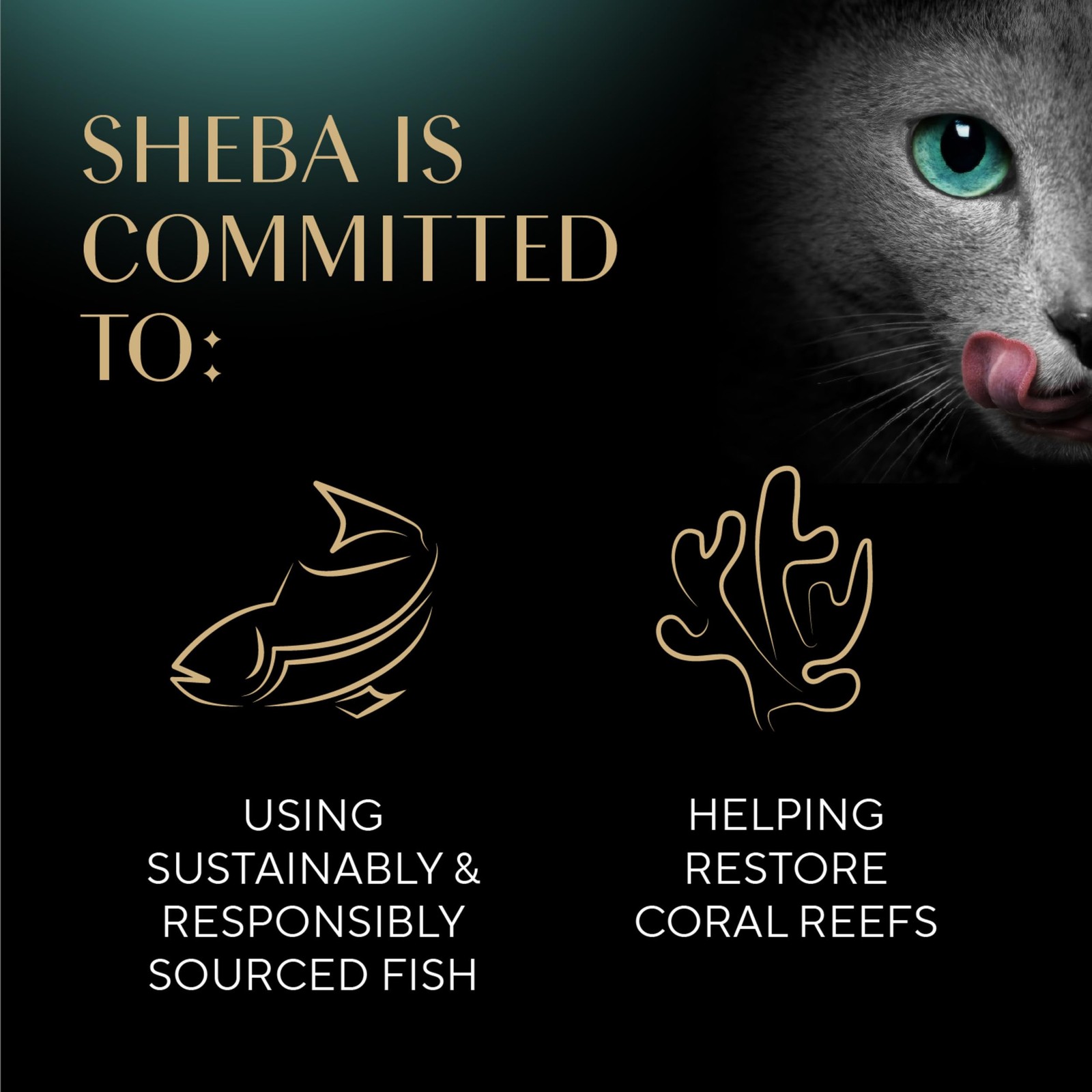 Sheba Perfect Portions Wet Cat Food Cuts in Gravy, Cat Food Wet Recipe, Roast…