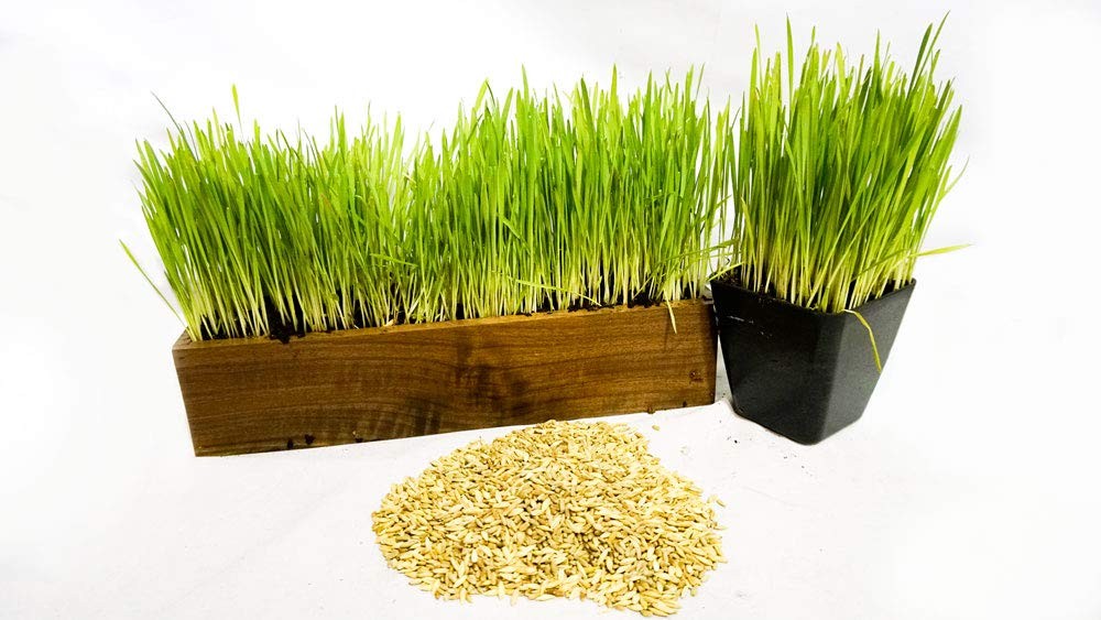 Cat Grass Blend Wheat, Barley, Oats, Rye Seeds NonGMO Organic Mix 8 oz