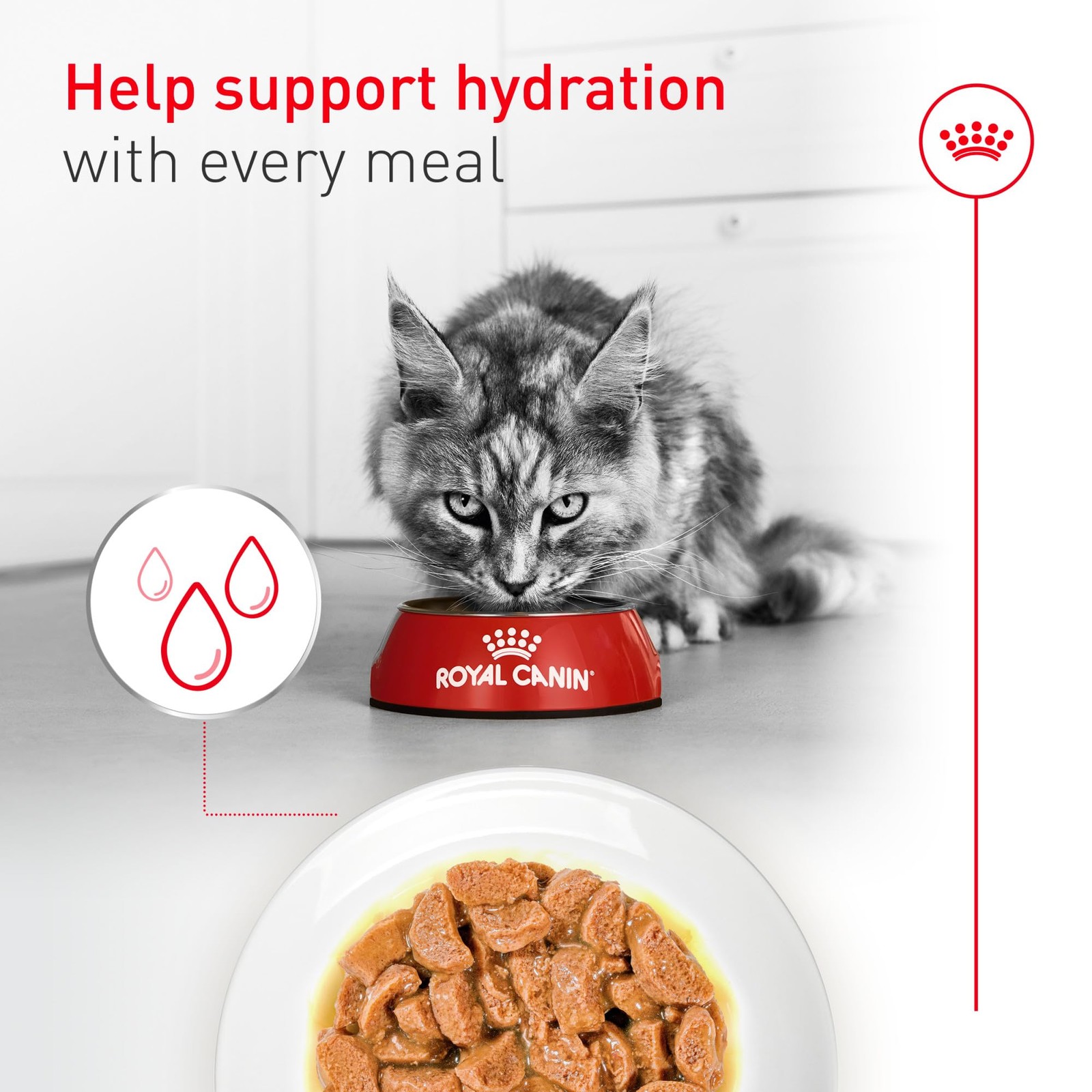 Royal Canin Feline Health Nutrition Aging 11+ Wet Cat 3 Ounce (Pack of 12)