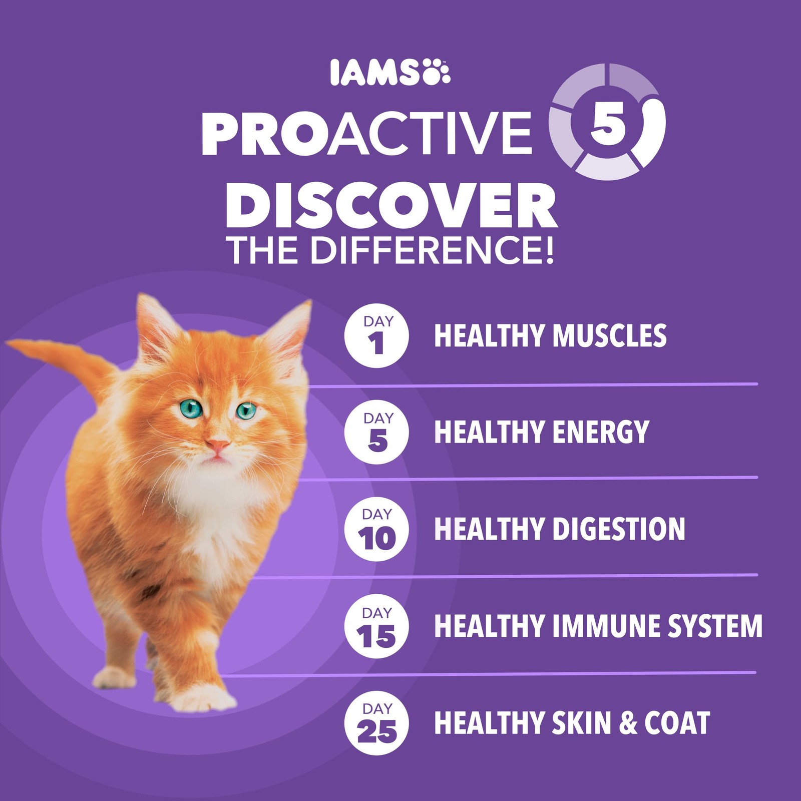 IAMS Proactive Health Healthy Kitten Dry Cat 16 Pound (Pack of 1), Chicken