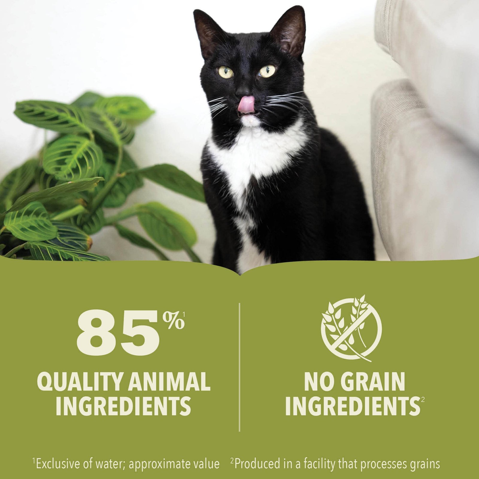 Premium Pate Kitten Wet Cat Food in Bone Broth Chicken + Tuna Recipe 5.5oz Ca…
