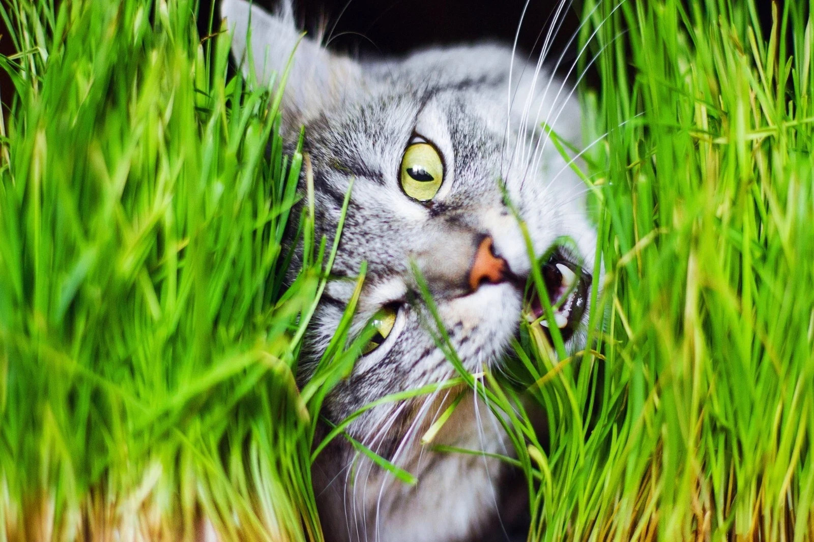 Organic Cat Grass Seeds for Indoor Cats | Oats, Non GMO | Easy Grow Pet Grass