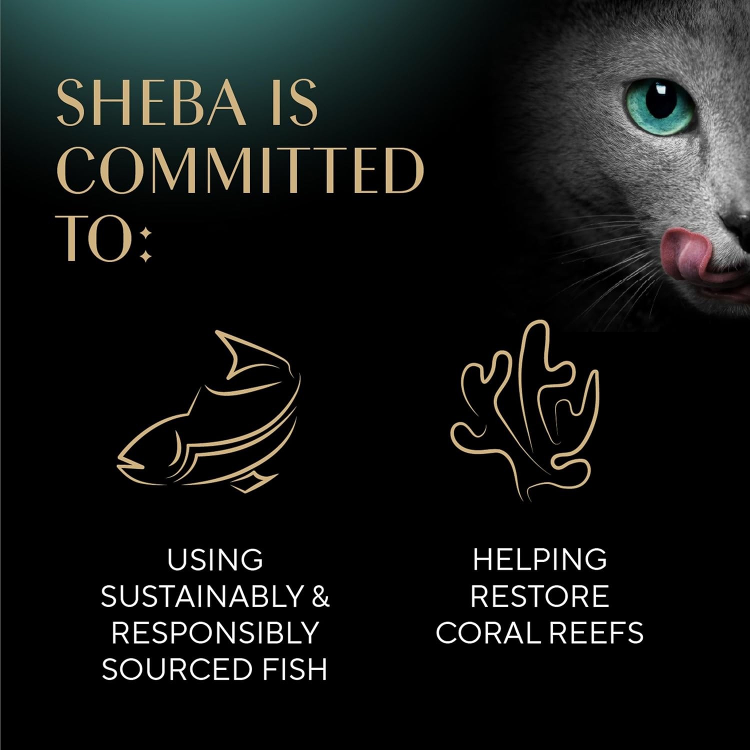 Sheba Perfect Portions Wet Cat Food Cuts in Gravy, Cat Food Wet Recipe, Roasted