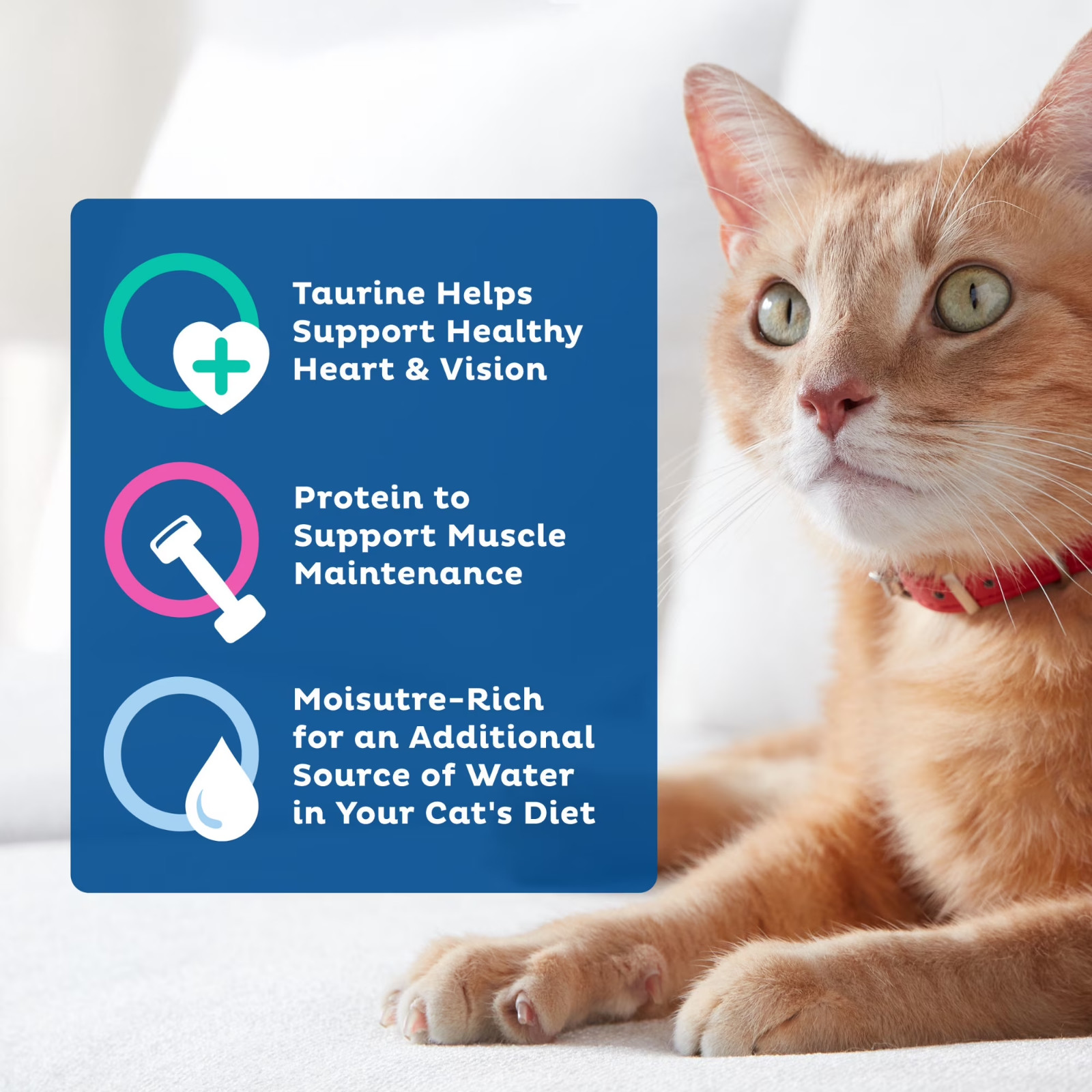 3 pack 9Lives Poultry & Beef Favorites Wet Cat Food Variety Pack, 5.5 oz. Cans