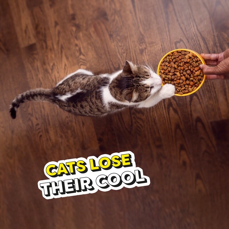 Tasty Chicken Flavor Dry Cat Food Kibble Adult All Breeds Complete Nutrition New