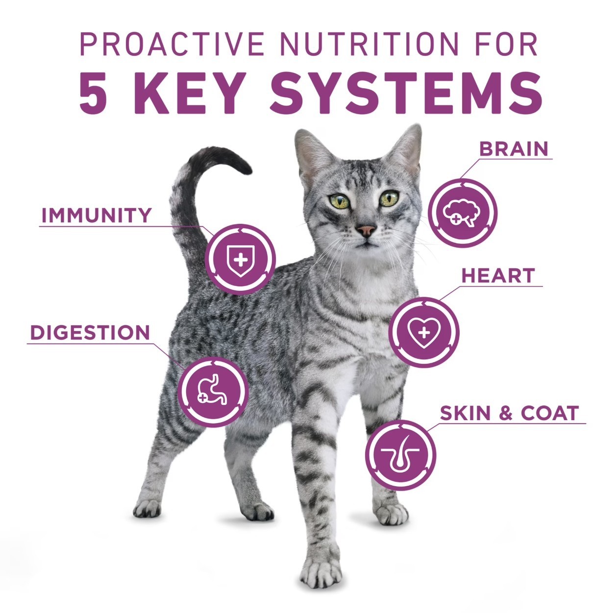 Purina ONE Plus Whole Body Support With Chicken Dry Cat Food, 22 lb