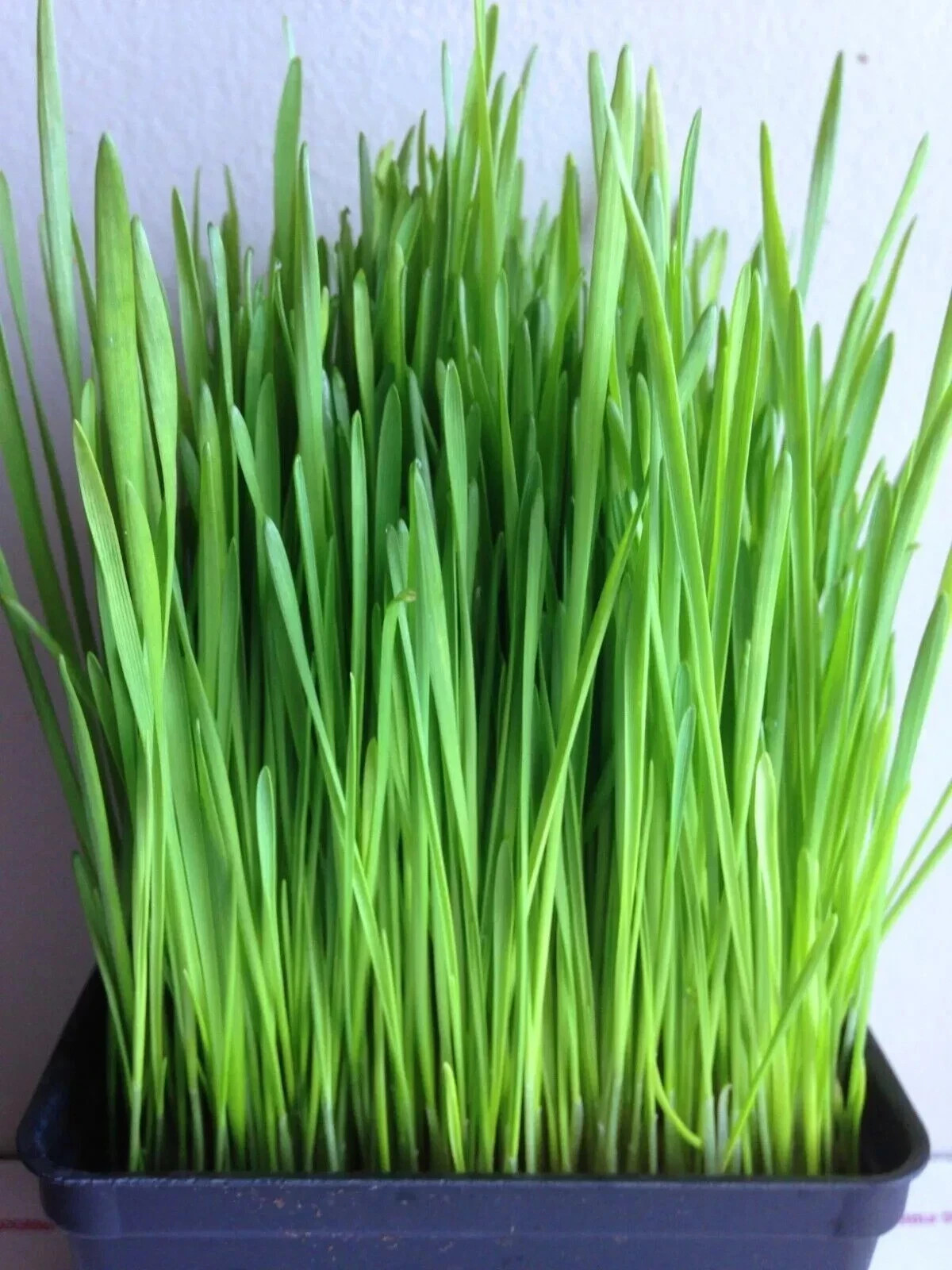 Organic Cat Grass Seeds for Indoor Cats | Oats, Non GMO | Easy Grow Pet Grass