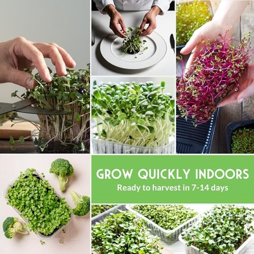 Microgreens Seeds Variety Pack – 15 Heirloom Varieties for Indoor Sprouting &