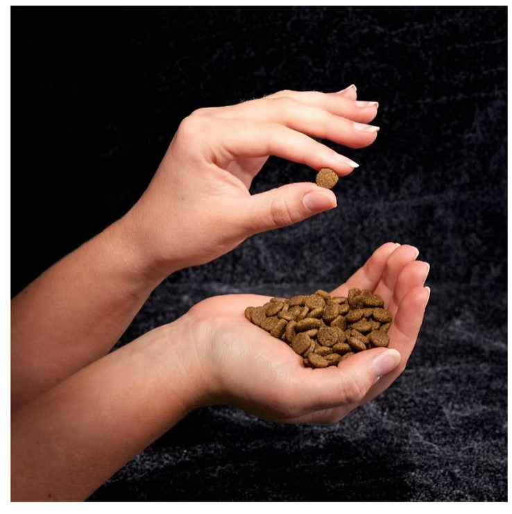 CRAVE Grain Free Adult Dry Cat Food Salmon High Protein Natural Recipe 2 lb Bag