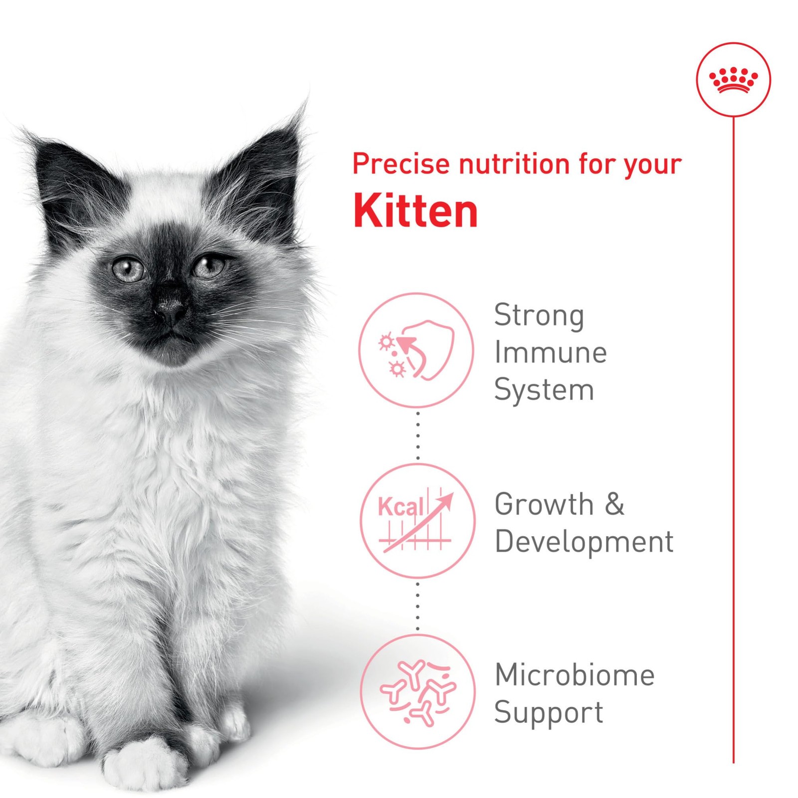 Royal Canin Feline Health Nutrition Kitten Dry Cat Food, 3 Pound (Pack of 1)