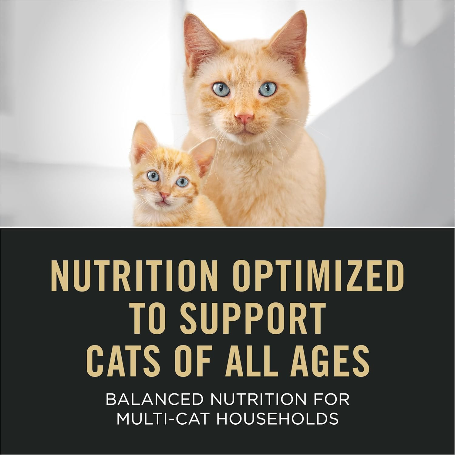 Purina Pro Plan All Life Stages High Protein Cat Food Chicken and Rice Dry