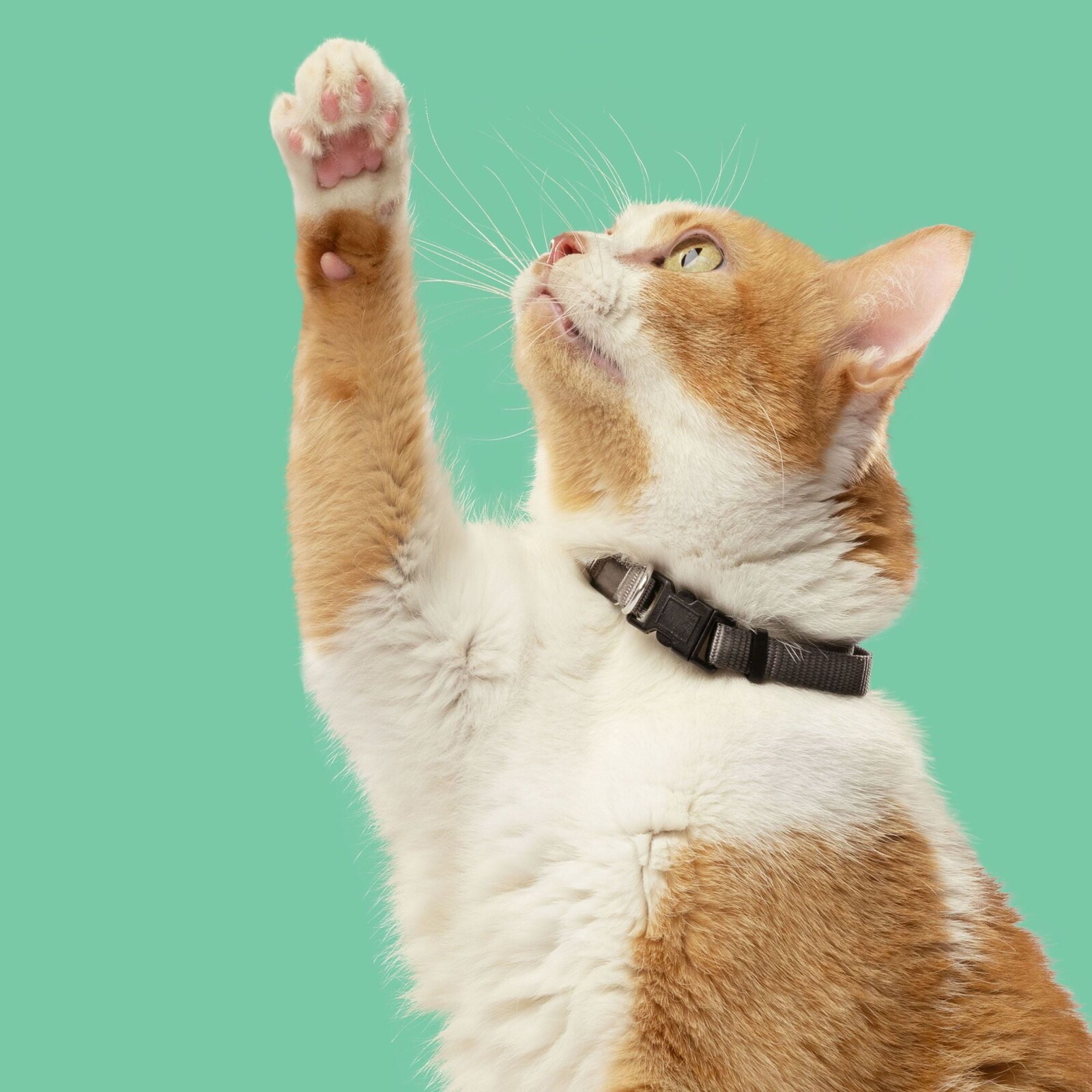 Indoor Complete Natural Premium Dry Cat Food Chicken With Lentils & Salmon 14Lbs