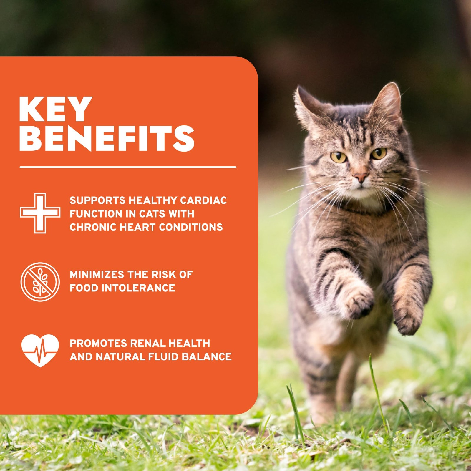 – Cat Food, Vet-Formulated Renal Wet, Non GMO, Kidney Care Food with Lamb Fla…