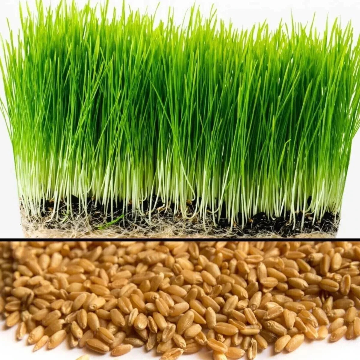 Organic Cat Grass Seeds for Indoor Cats | Oats, Non GMO | Easy Grow Pet Grass