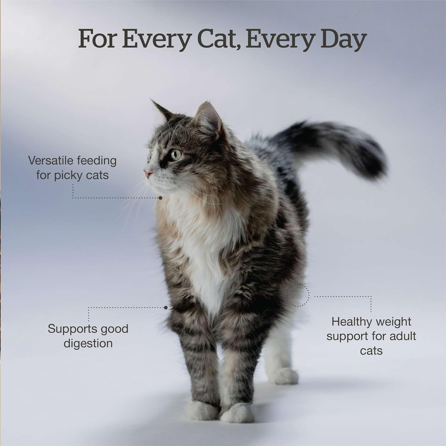 Now Fresh Good Gravy Grain-Free Dry Cat Food with Salmon, 3 Pound (Pack of 1)