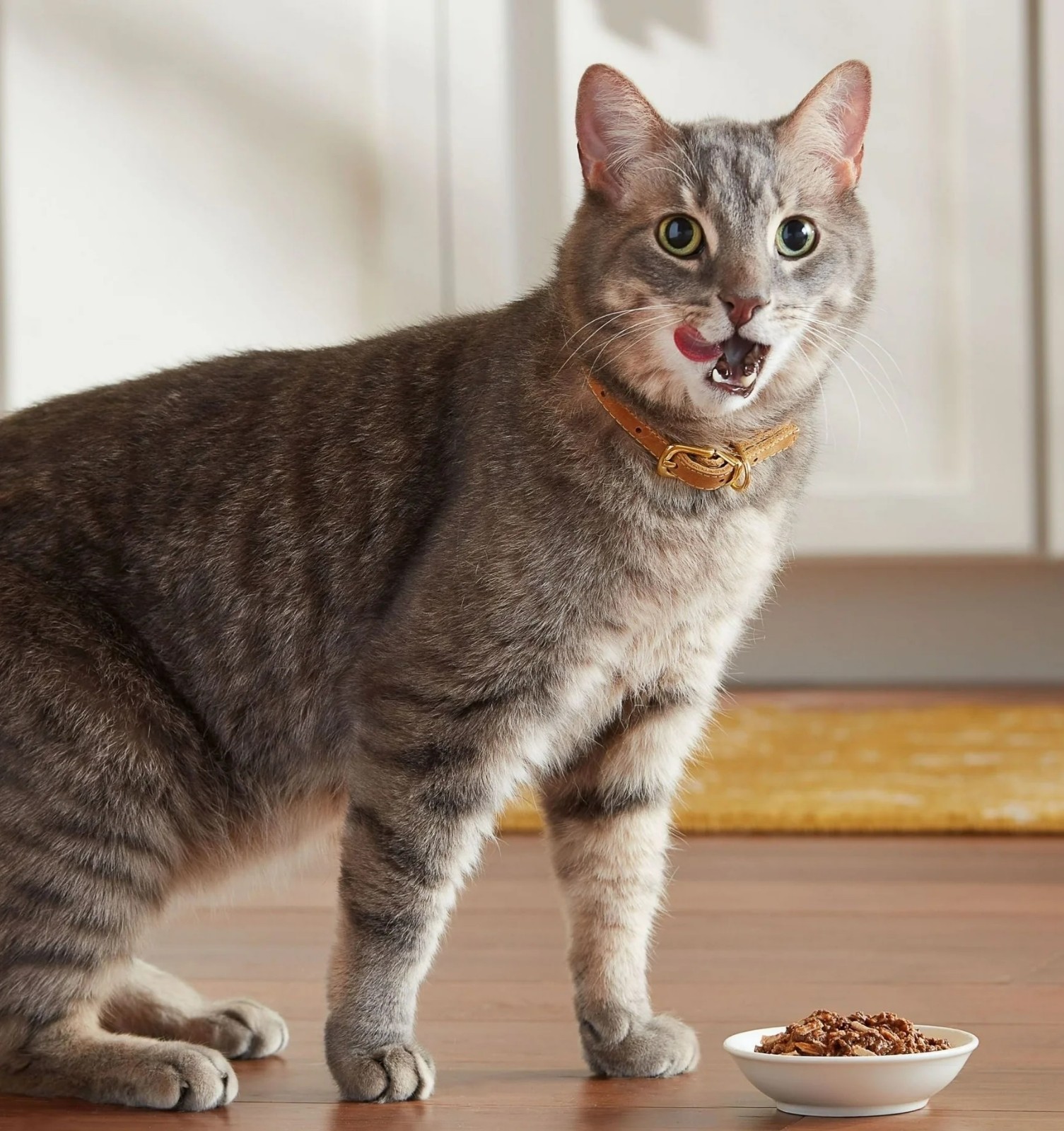 Meow Mix Tenders Wet Cat Food Variety Pack, Poultry & Beef, 12 Cups (2.75 oz)