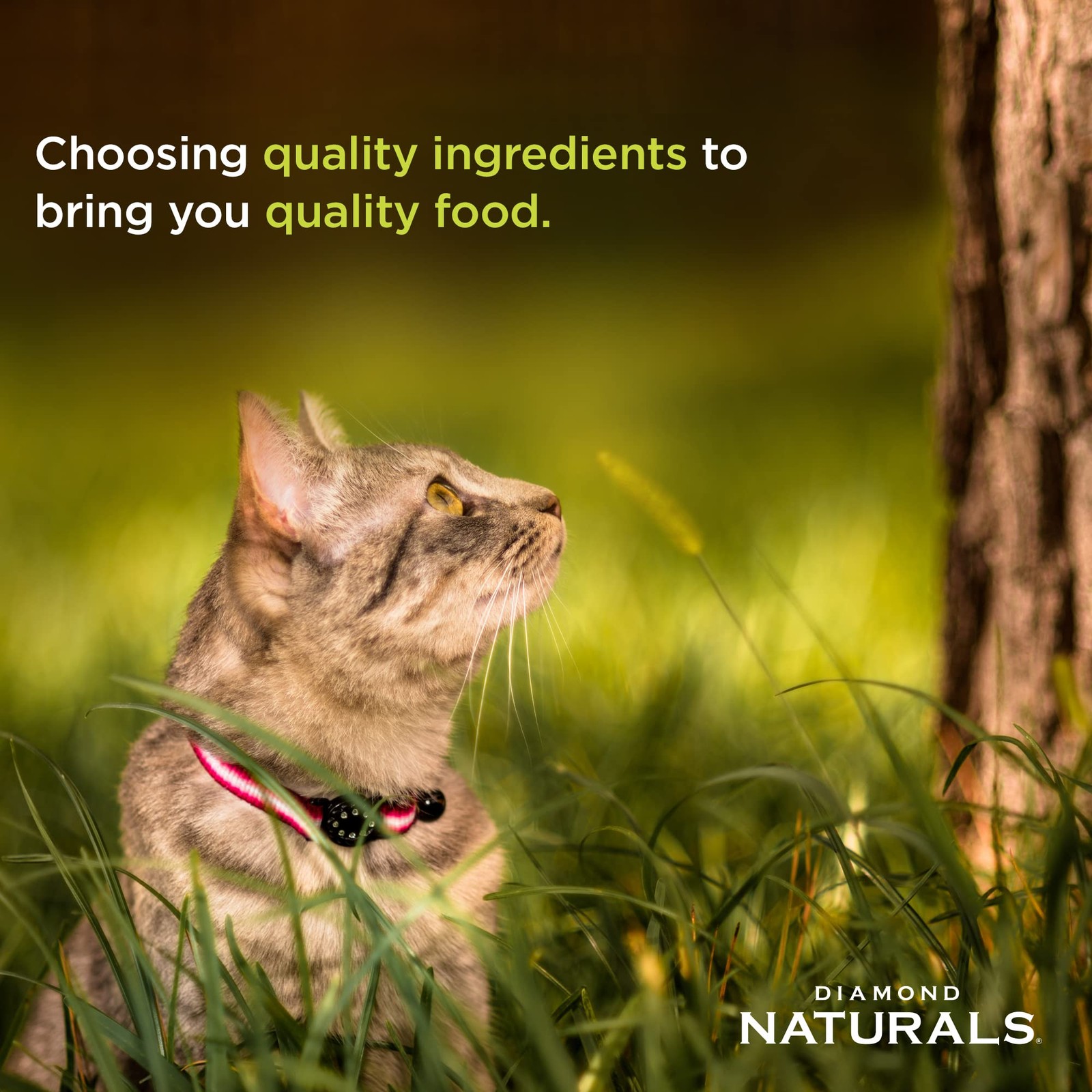 Diamond Naturals Chicken Can Cat 24/5.5oz