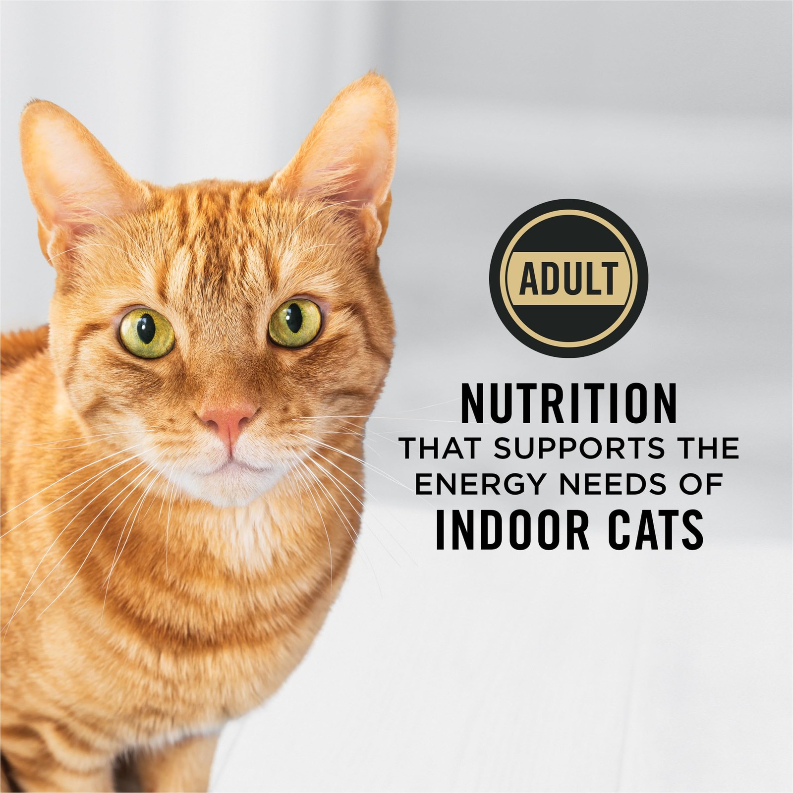 Purina Pro Plan Hairball Management Indoor Cat Food Turkey Rice 16 lb Bag