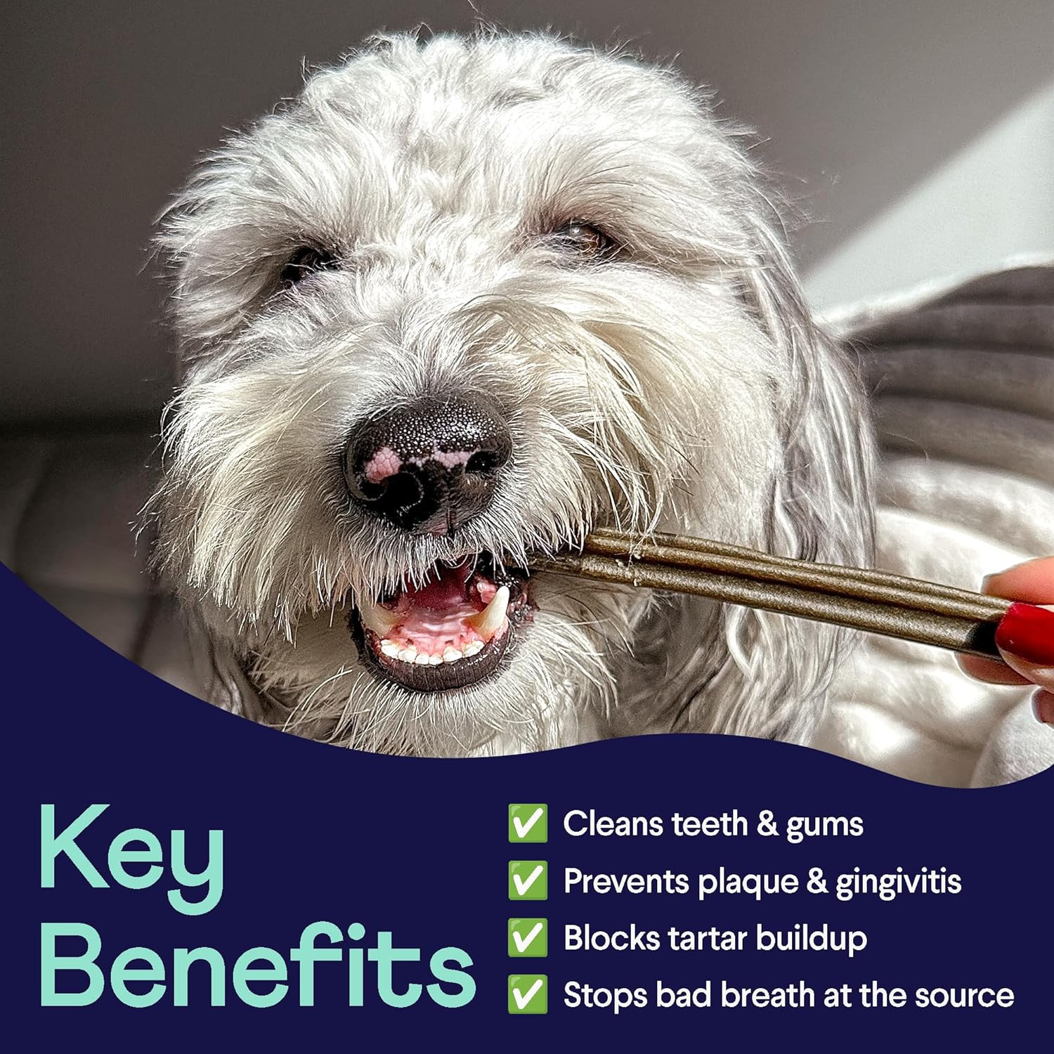 Plaque Patrol Dental Chews | Triple-Action Defense against Plaque, Tartar, and B
