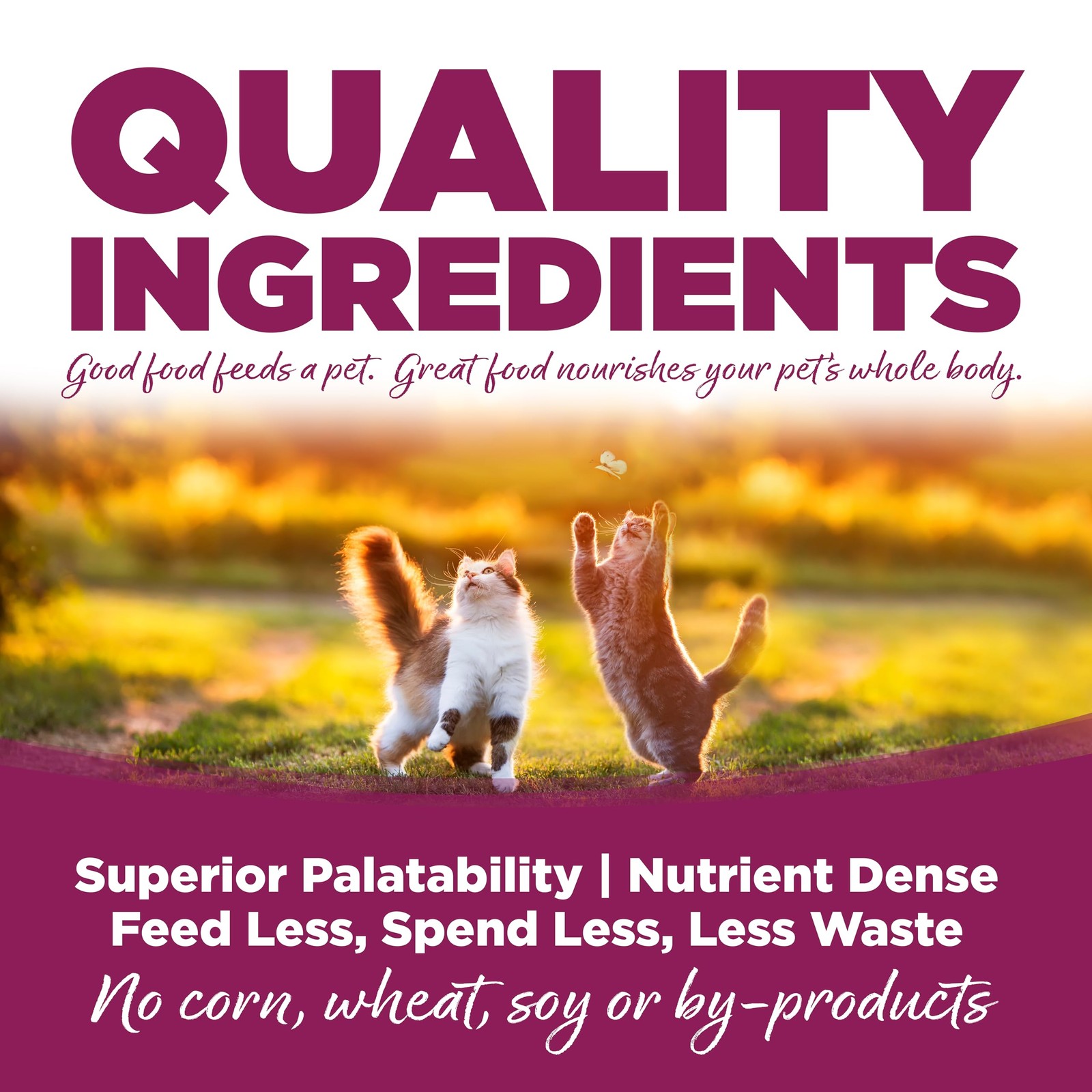 Cat & Kitten Food, Chicken & Rice, 12LB