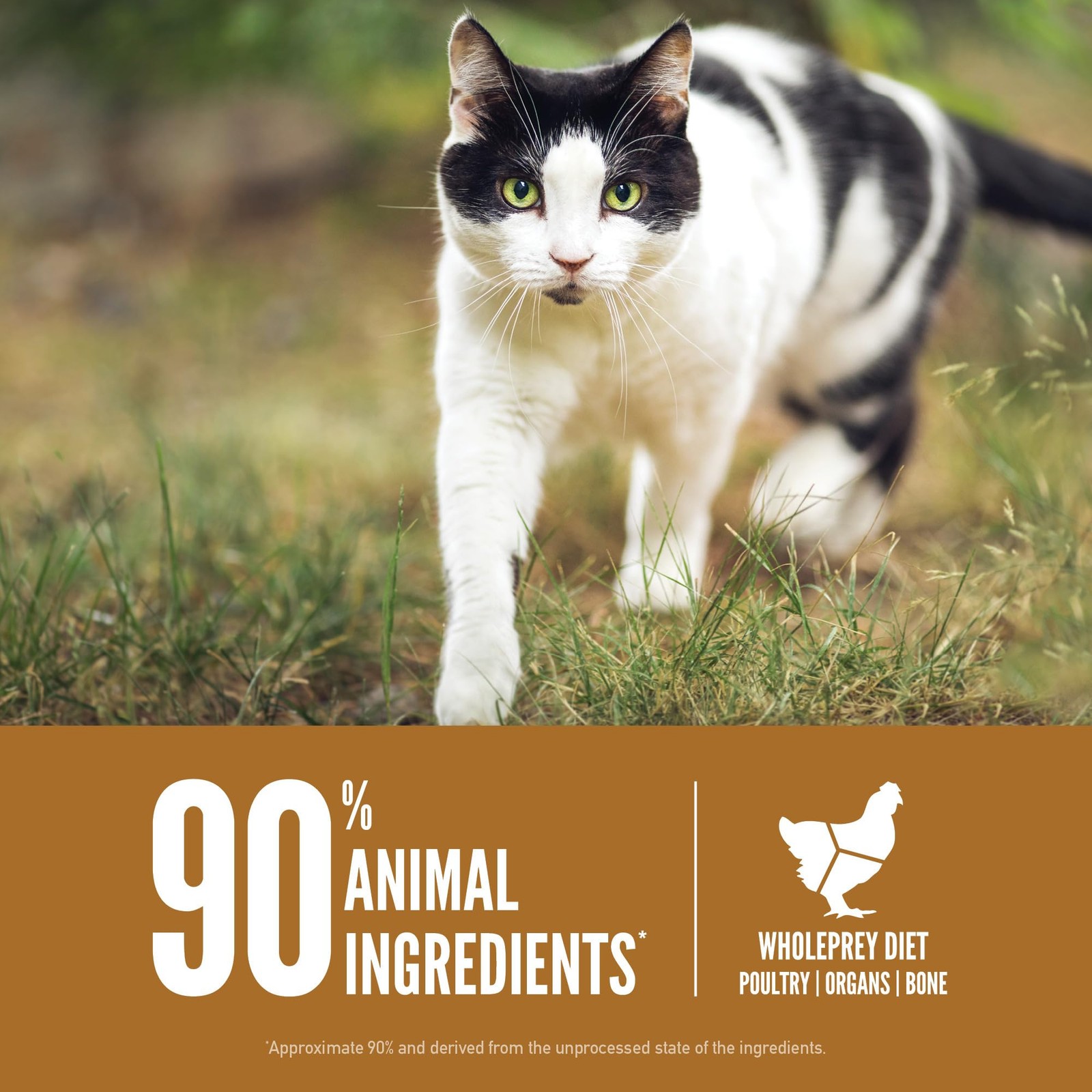 ORIJEN Grain Free High Protein Premium Dry Cat 4 Pound (Pack of 1), Orange