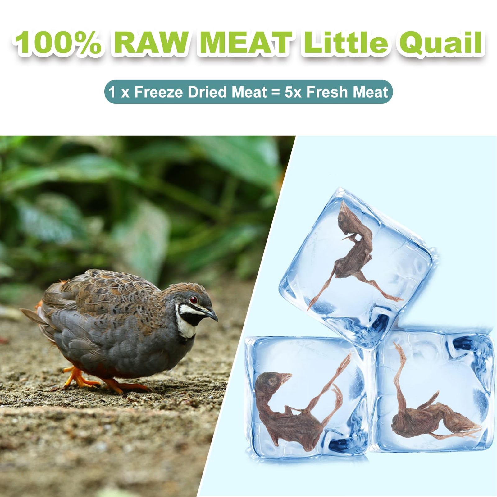 Freeze-Dried Quail Cats & Dogs Treats – Single Ingredient Pet Snacks, High-Pr…
