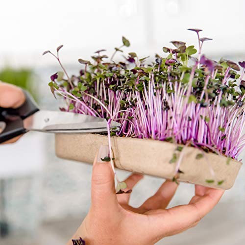 50041 DIY 6-Grow Variety Pack Organic Microgreens Kit, Indoor Gardening
