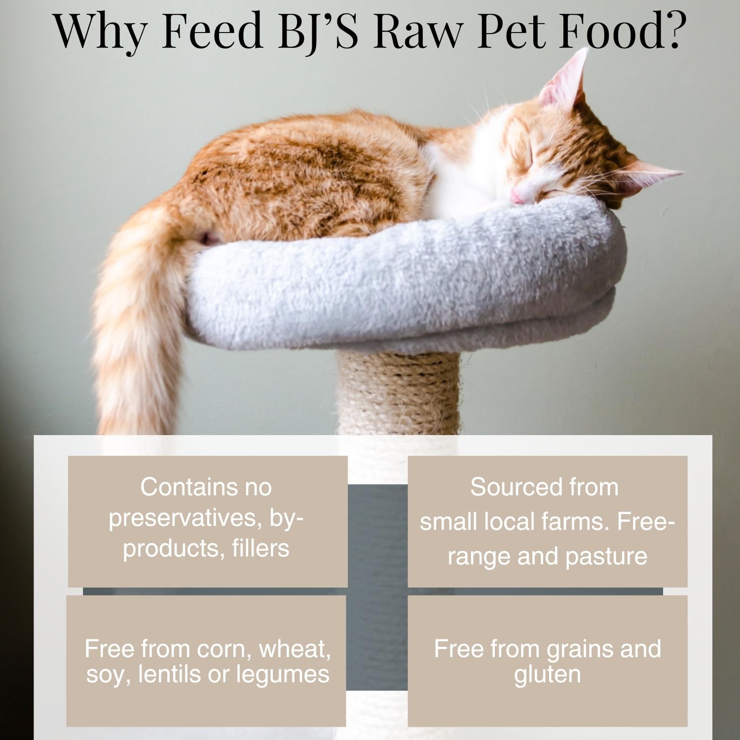 Freeze Dried Complete & Balanced Cat Food Mix | Multi-Protein Meal for Optima…