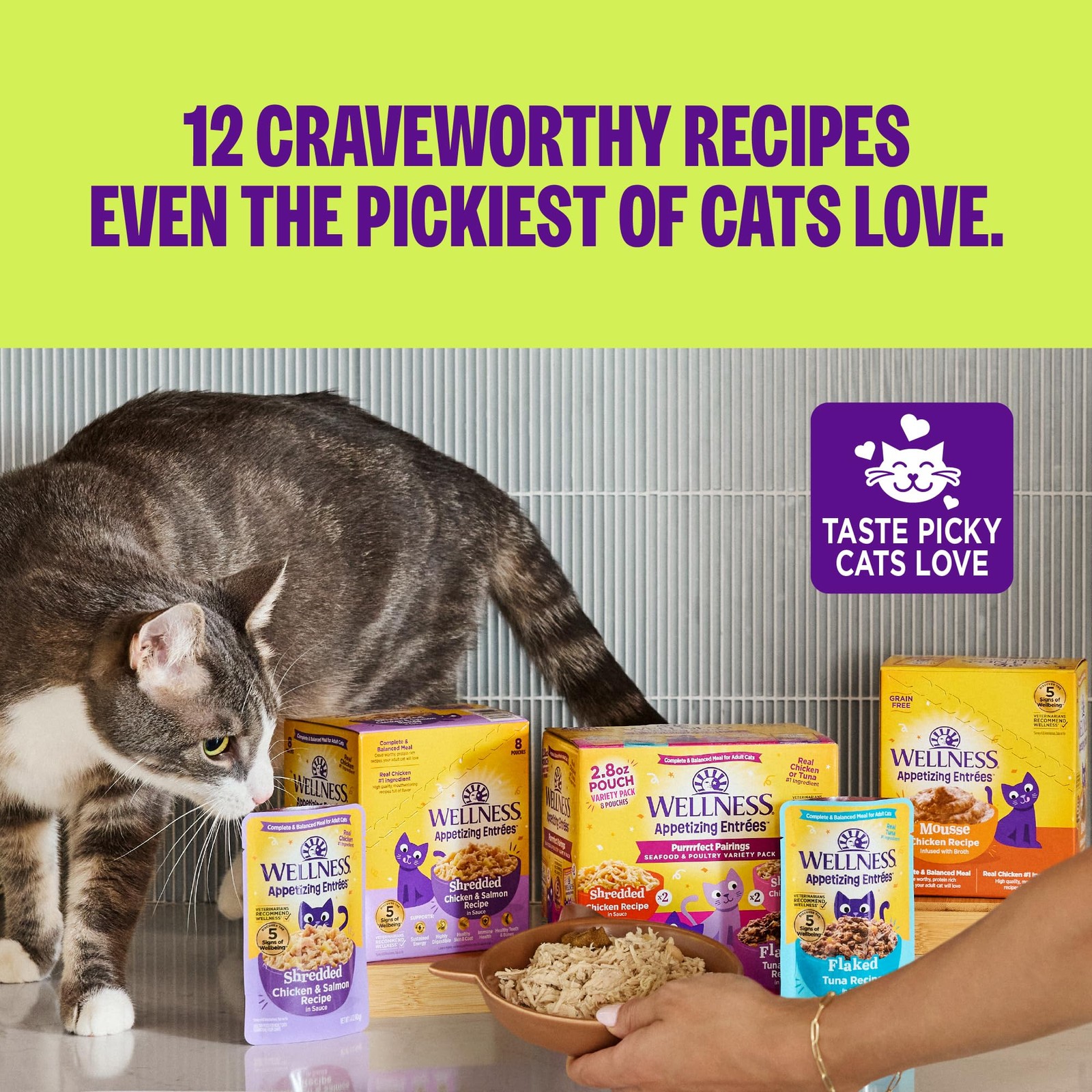 Appetizing Entrées Mousse Kitten Wet Cat Food, Natural, Protein Rich, Grain F…