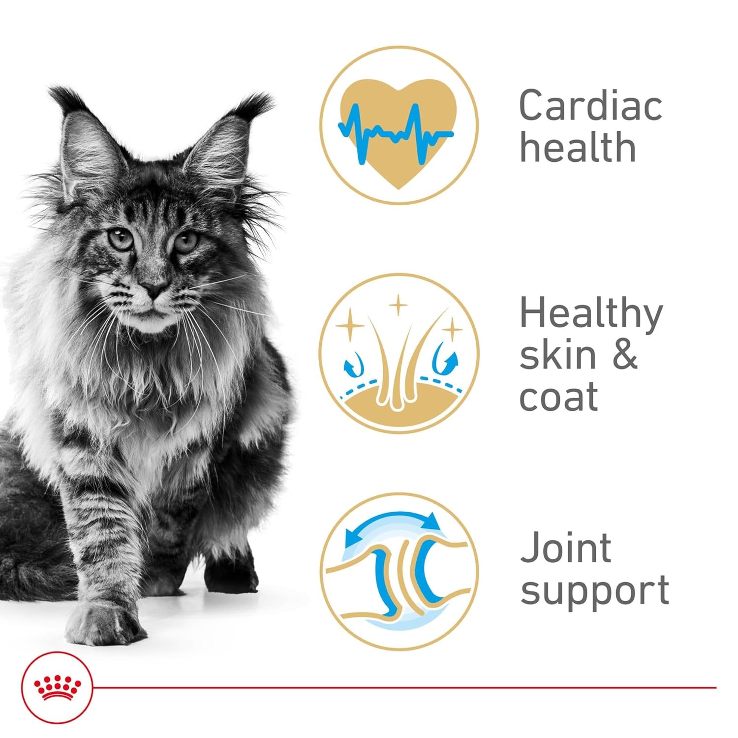 Royal Canin Feline Breed Nutrition Maine Coon Adult Dry Cat Food, 6 lb Bag