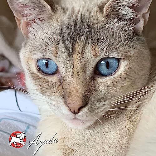 High-Quality Salmon Dry Cat Food 4 lb All Breeds and Ages Fromm Family Foods
