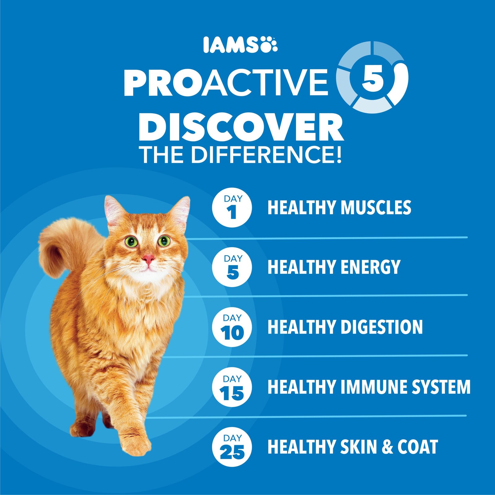 IAMS Proactive Health Healthy Weight Adult Dry Cat Food 22 Pound (Pack of 1)