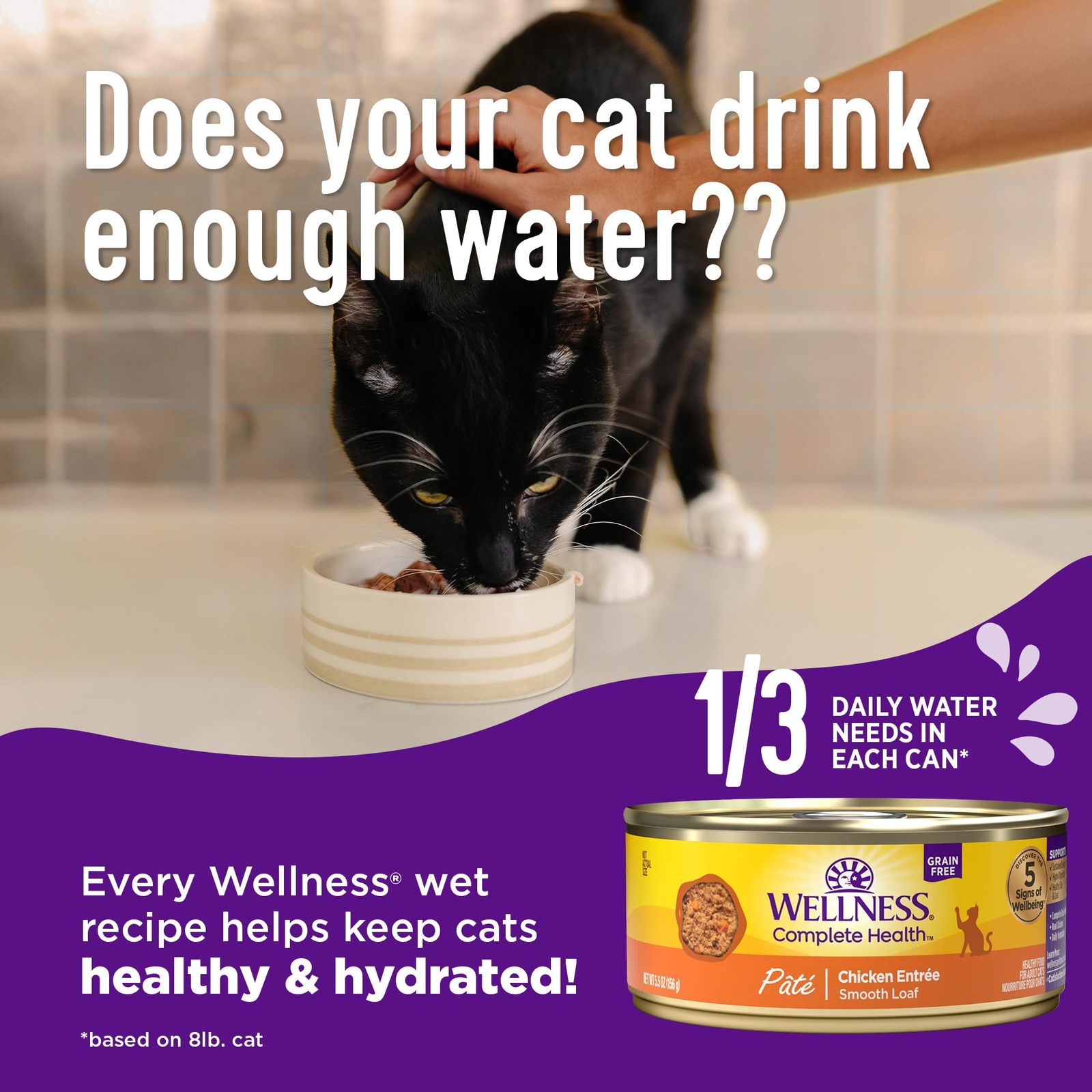 Wellness Grain Free Canned Cat Food Turkey Salmon Pack of 12 125 Ounce