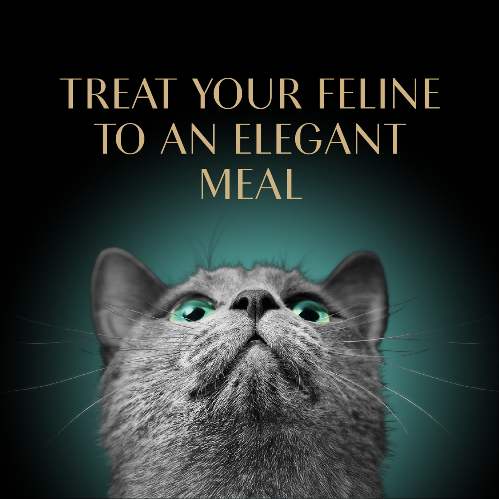new， PERFECT PORTIONS Bistro Adult Wet Cat Food, Salmon in Creamy Sauce Entree,